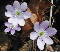 anemone acutiloba 043.jpg